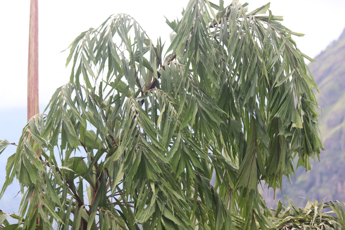 Caryota urens L.